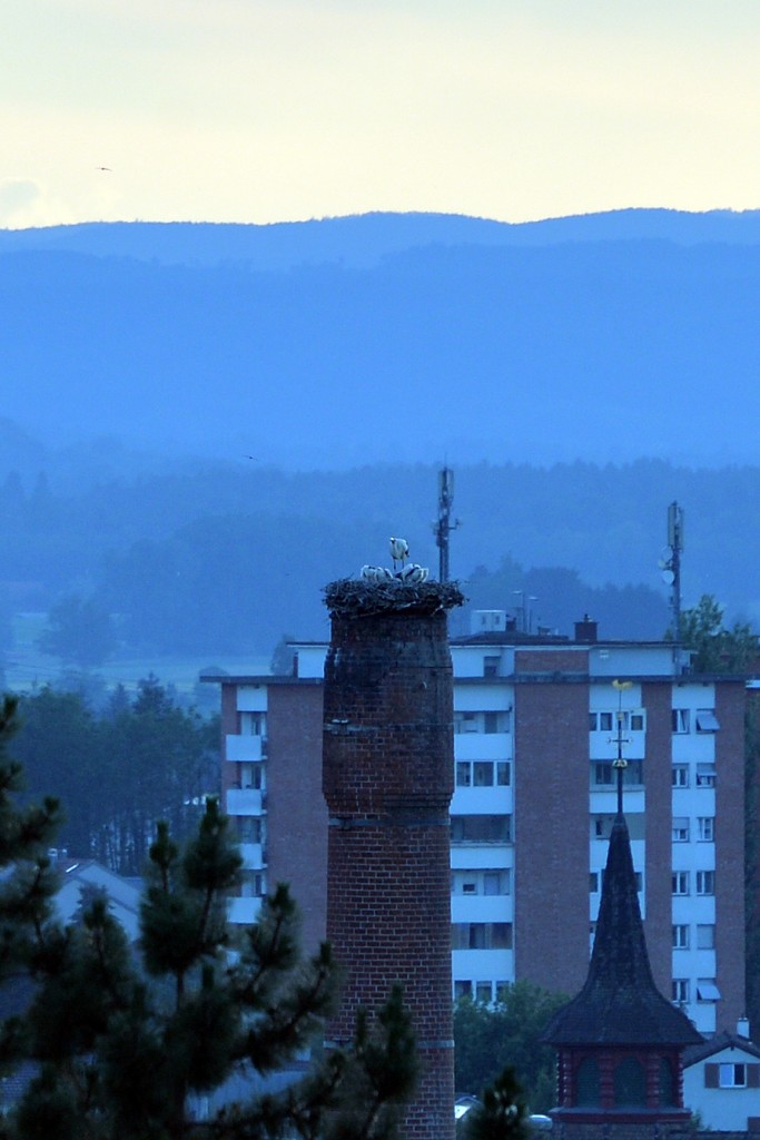 StorchenDSC_0538