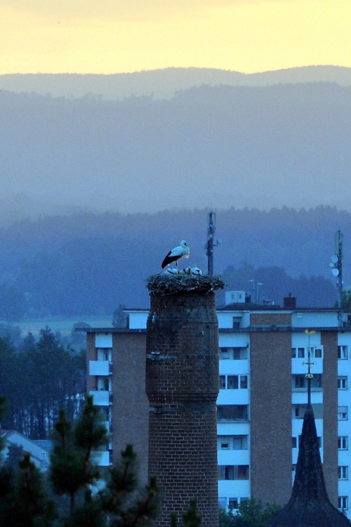 StorchenDSC_0600